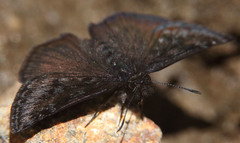 Erynnis pacuvius