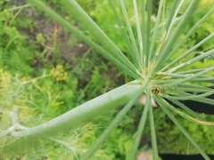 Orthops