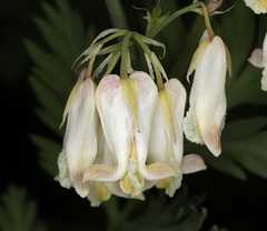 Dicentra nevadensis