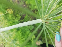 Orthops