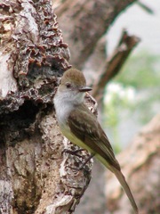 Myiarchus tuberculifer