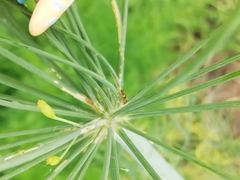Orthops