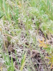 Muhlenbergia montana