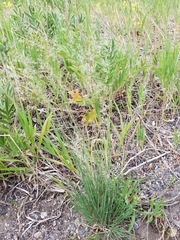 Muhlenbergia montana