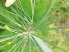 Orthops