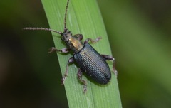 Plateumaris bracata