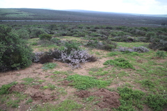 Muraltia scoparia