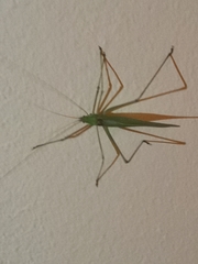 Acrometopa macropoda