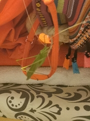 Acrometopa macropoda