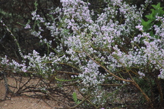Muraltia scoparia