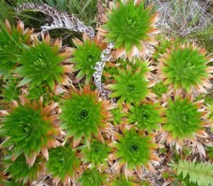 Paepalanthus costaricensis