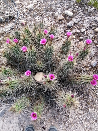 Strawberry Cactus