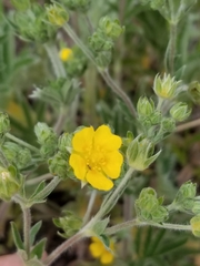 Potentilla ambigens