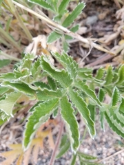 Potentilla ambigens