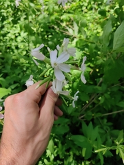 Saponaria officinalis