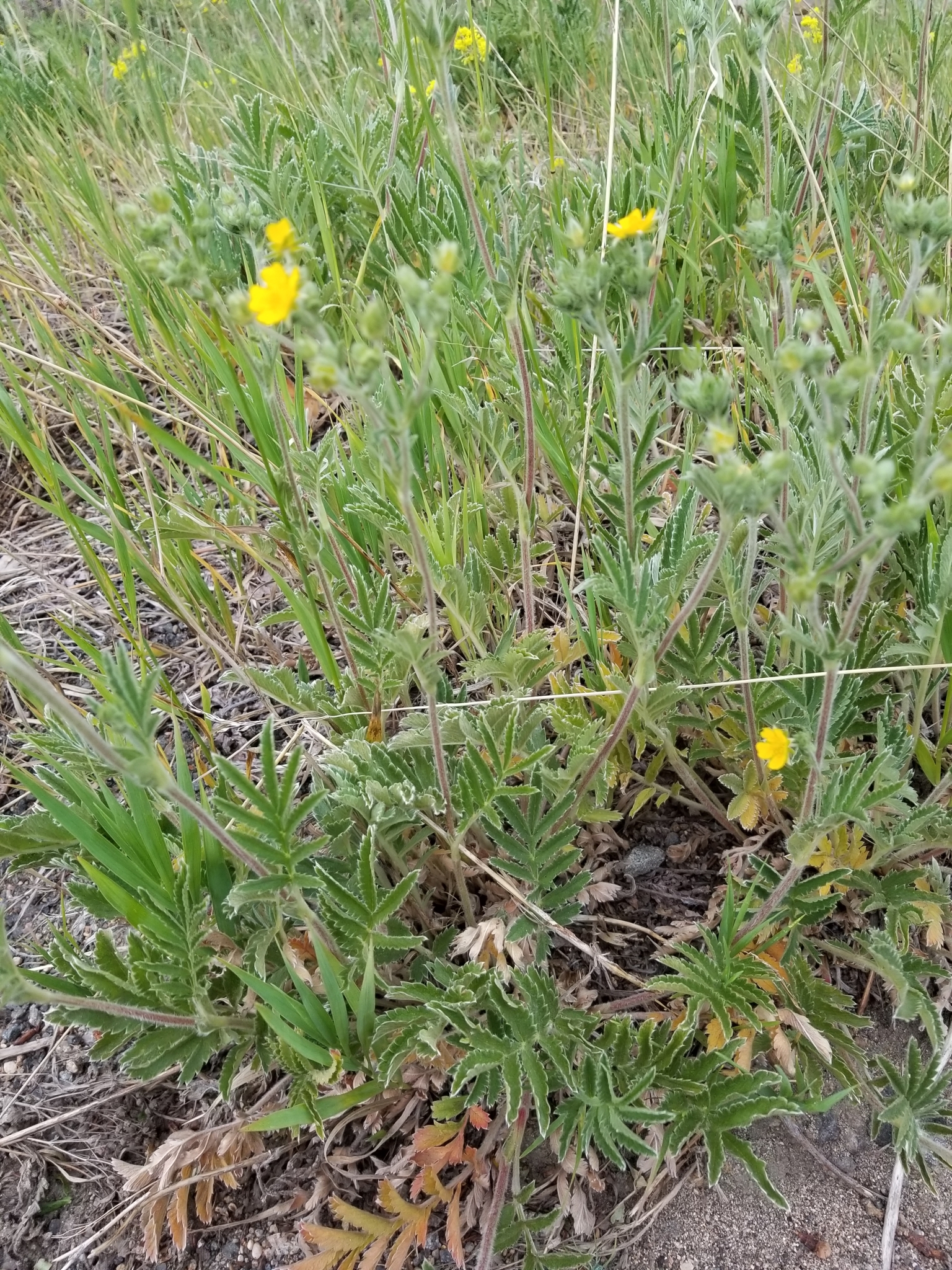 Potentilla ambigens