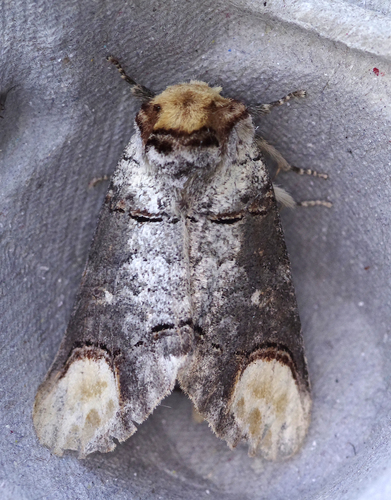 Phalera bucephala