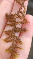 Drepanocladus