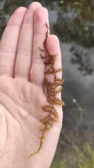 Drepanocladus