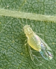 Monellia microsetosa