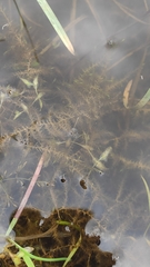 Drepanocladus