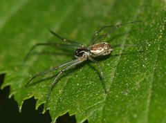 Neriene peltata