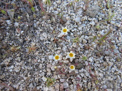 Leptosiphon lemmonii