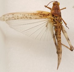 Anconia integra