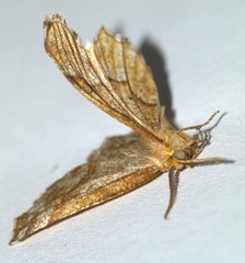 Cepphis advenaria
