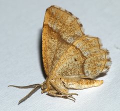 Cepphis advenaria