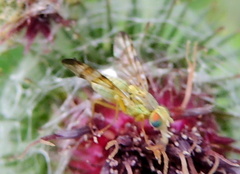 Terellia tussilaginis