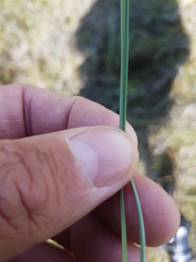 Carex livida