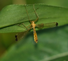 Hylobittacus apicalis