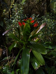 Guzmania gloriosa