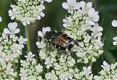 Trichiotinus viridans