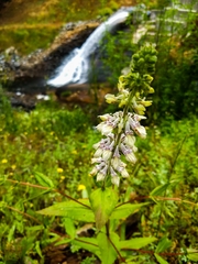 Collinsia tinctoria