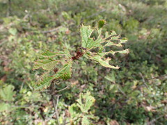 Viburnum edule