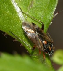 Harpocera thoracica
