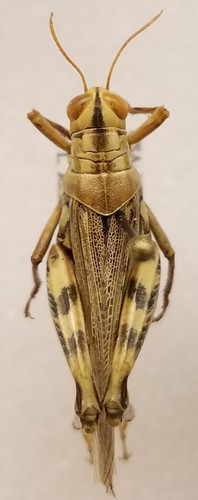 Narrow-winged Saltbush Grasshopper photo 4