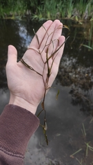 Potamogeton compressus
