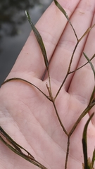 Potamogeton compressus