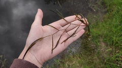 Potamogeton compressus