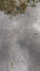 Potamogeton compressus