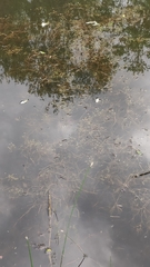 Potamogeton compressus