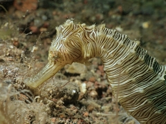 Hippocampus trimaculatus