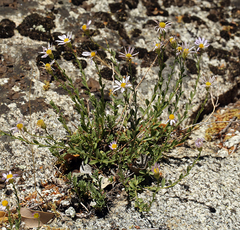 Erigeron aequifolius