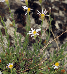 Erigeron aequifolius