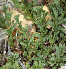 Erigeron aequifolius