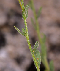 Erigeron aequifolius