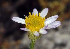 Erigeron aequifolius